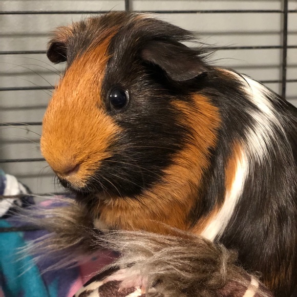 Meet your Posher, Autumn - Picture 4 of 4